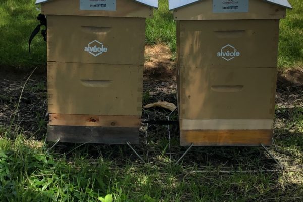 Aveole-beehive-workshop