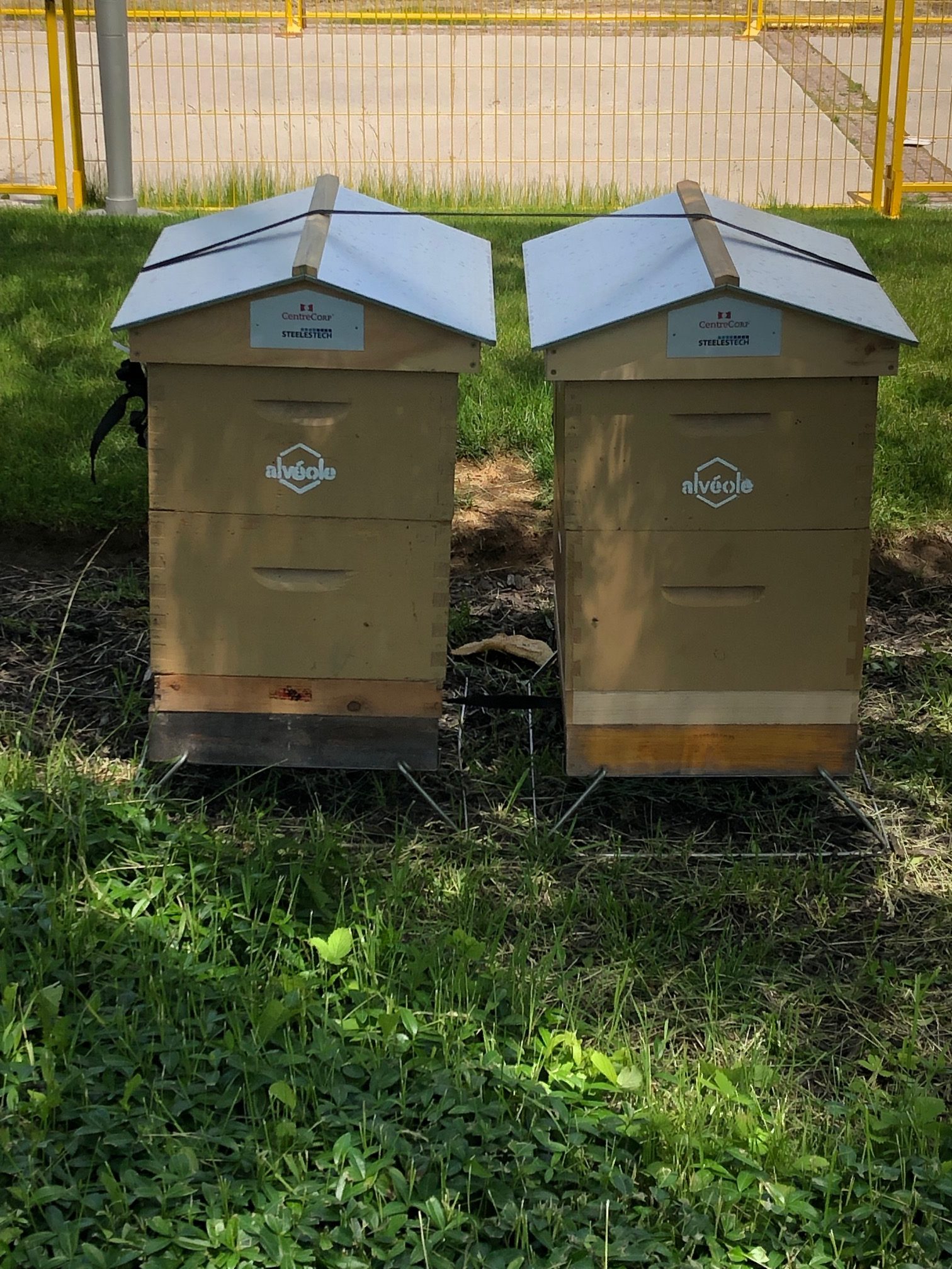 Aveole-beehive-workshop